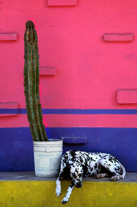Mexico Dog